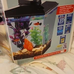 Culture 1 Gallon Rectangle Aquarium Kit With Led Lighting & Filter. Fixed Price $40.00.