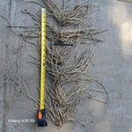 Ten Extra Large 3RD Year Asparagus Roots. Fixed Price $23.99.