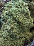 Quart Bag Of Live Sheet Moss Bonsai, Terrarium, Vivarium, Fairy Gardens, Crafts. Fixed Price $7.25.
