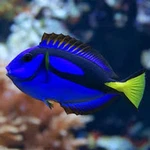 Blue Hippo Tang Surgeonfish Reef Safe Saltwater Aquarium Live. Fixed Price $99.99.