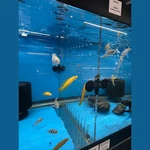 Rockland Aquarium Thick Acrylic Divider Kit Gallon Breeder (60B) Fits. Fixed Price $44.99.