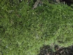 Live Fern Moss Sheet Quart Size Bag Pnw Wa Forest Fresh Groundcover Terrarium. Fixed Price $8.00.